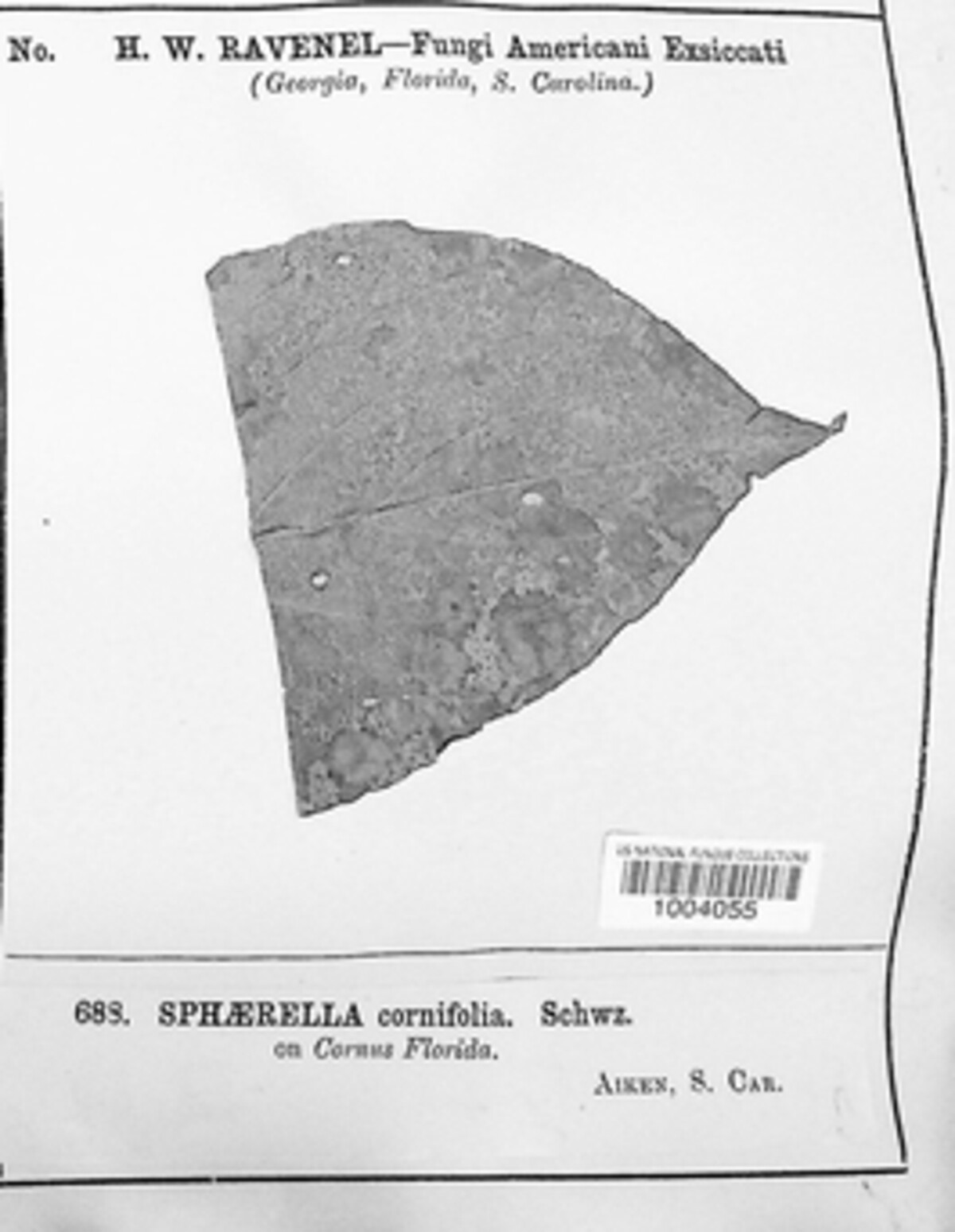 Sphaerella cornifolia image